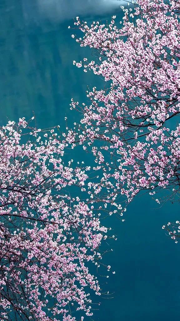 万仙山|3月，看桃花来这里就对了！