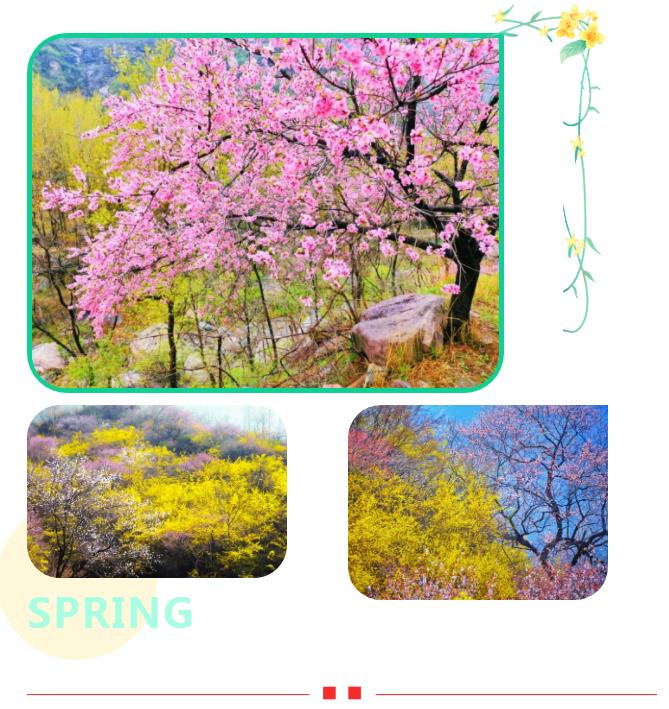 新乡南太行|三月春风起，桃花朵朵开！