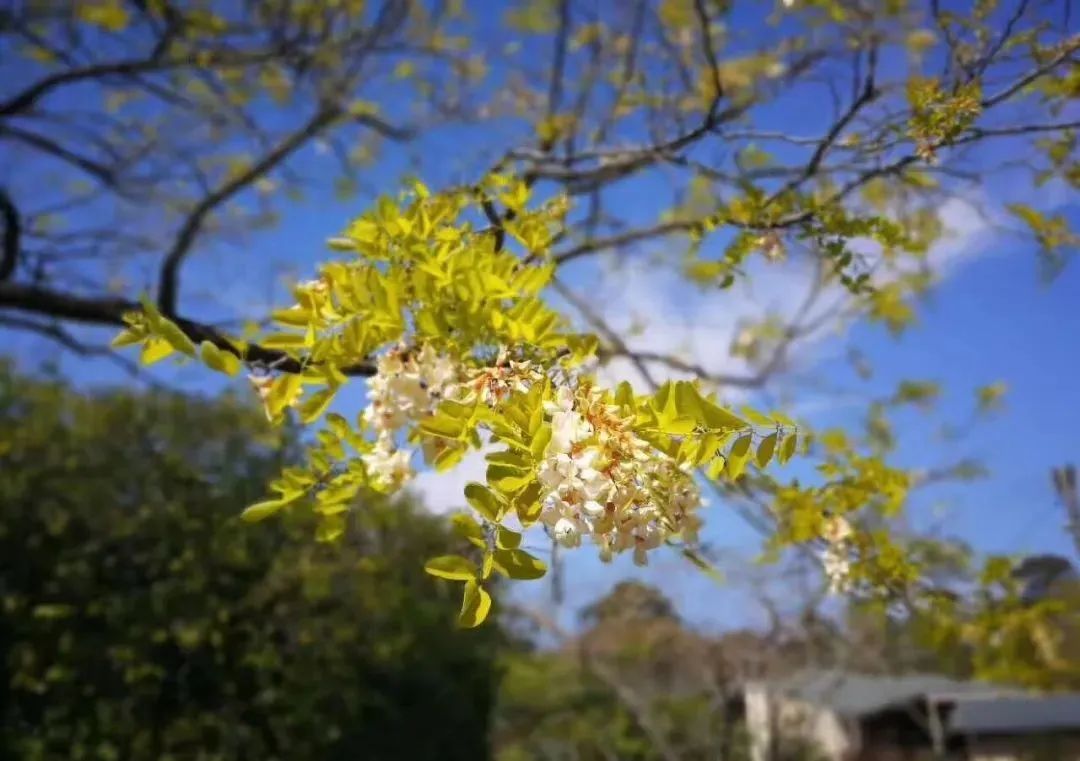 春已至 花已开|新乡南太行的春天你值得去走一走......