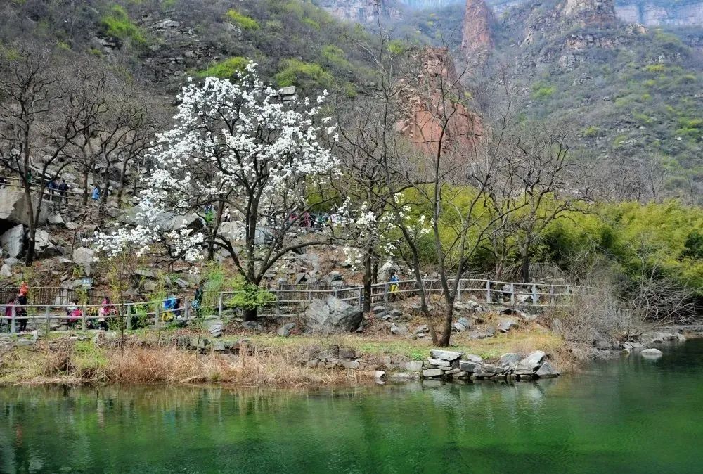 春已至 花已开|新乡南太行的春天你值得去走一走......