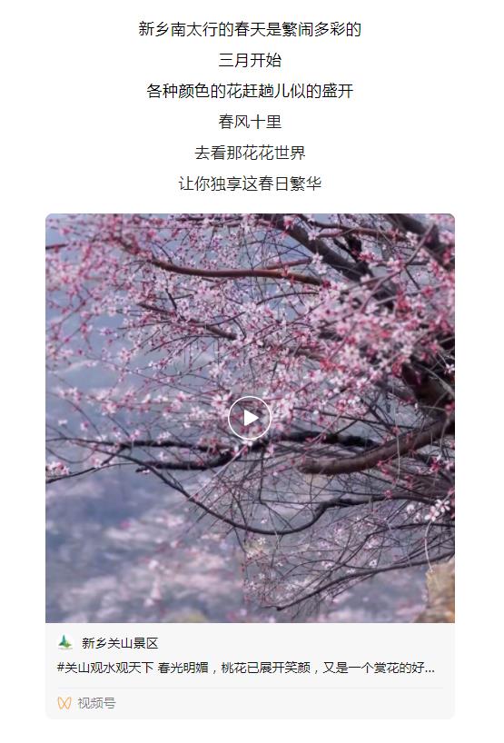 新乡南太行|春风十里，去看那花花世界，让你独享春日繁华！