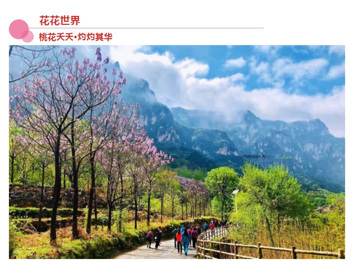 新乡南太行|春风十里，去看那花花世界，让你独享春日繁华！