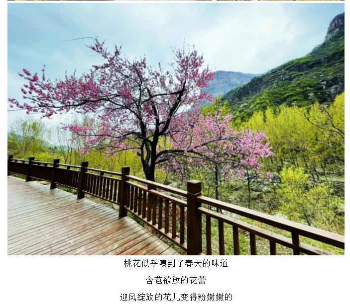 新乡南太行|春风十里，去看那花花世界，让你独享春日繁华！