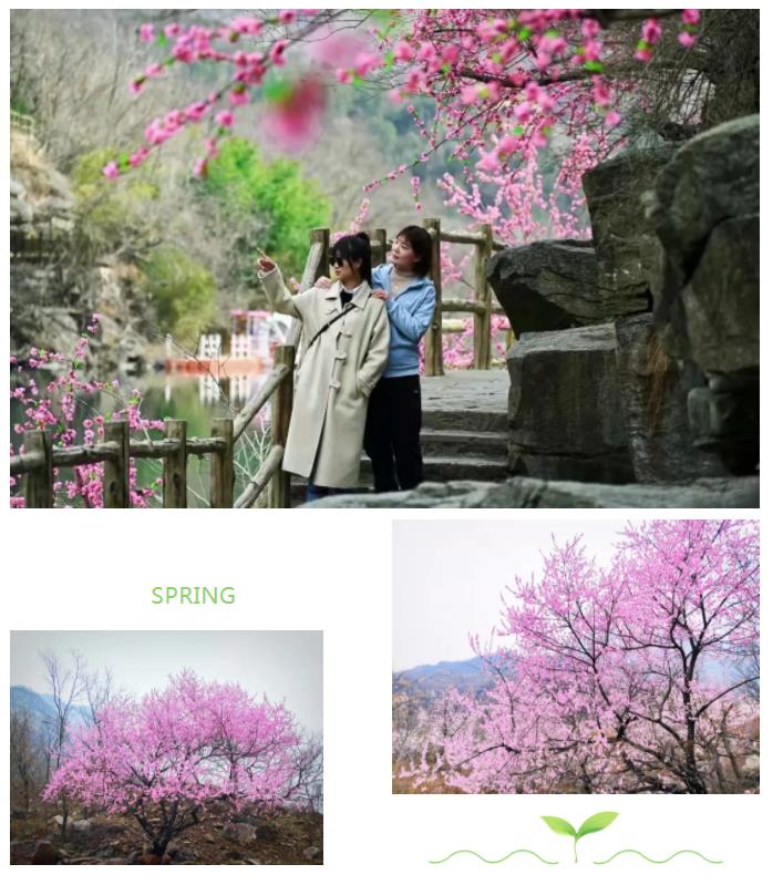 新乡南太行|春风十里，去看那花花世界，让你独享春日繁华！