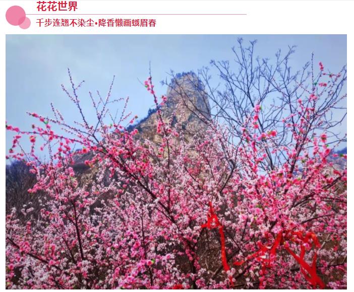 新乡南太行|春风十里，去看那花花世界，让你独享春日繁华！