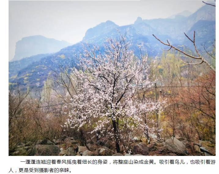 新乡南太行|春风十里，去看那花花世界，让你独享春日繁华！