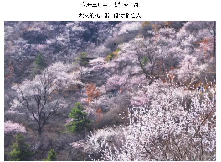 新乡南太行|春风十里，去看那花花世界，让你独享春日繁华！