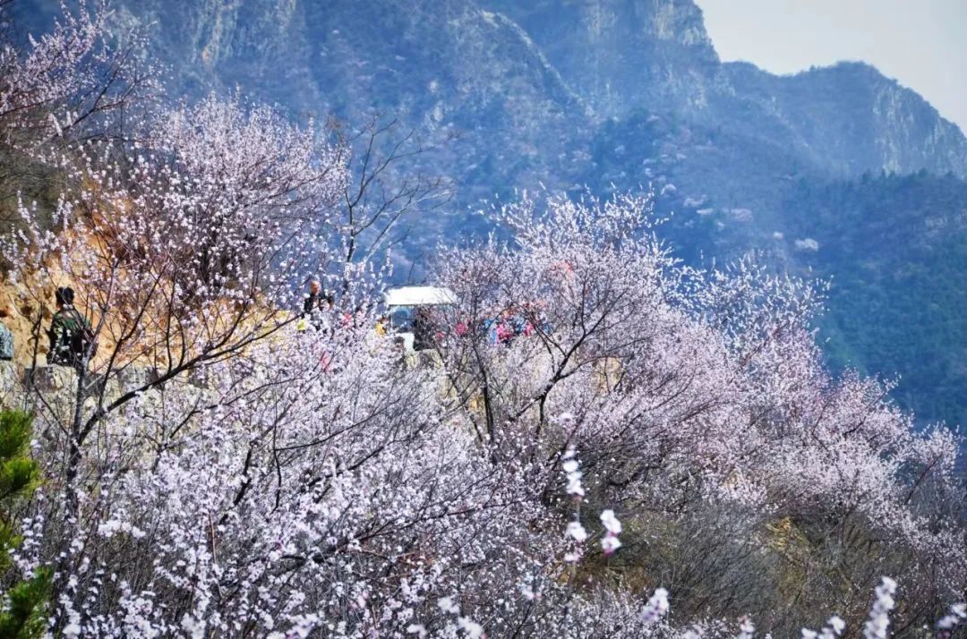 新乡南太行|春风十里，去看那花花世界，让你独享春日繁华！
