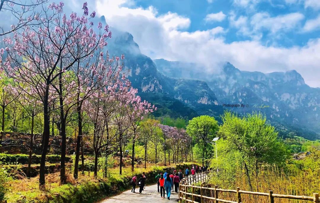 新乡南太行|满园春色关不住 一山春色半山花