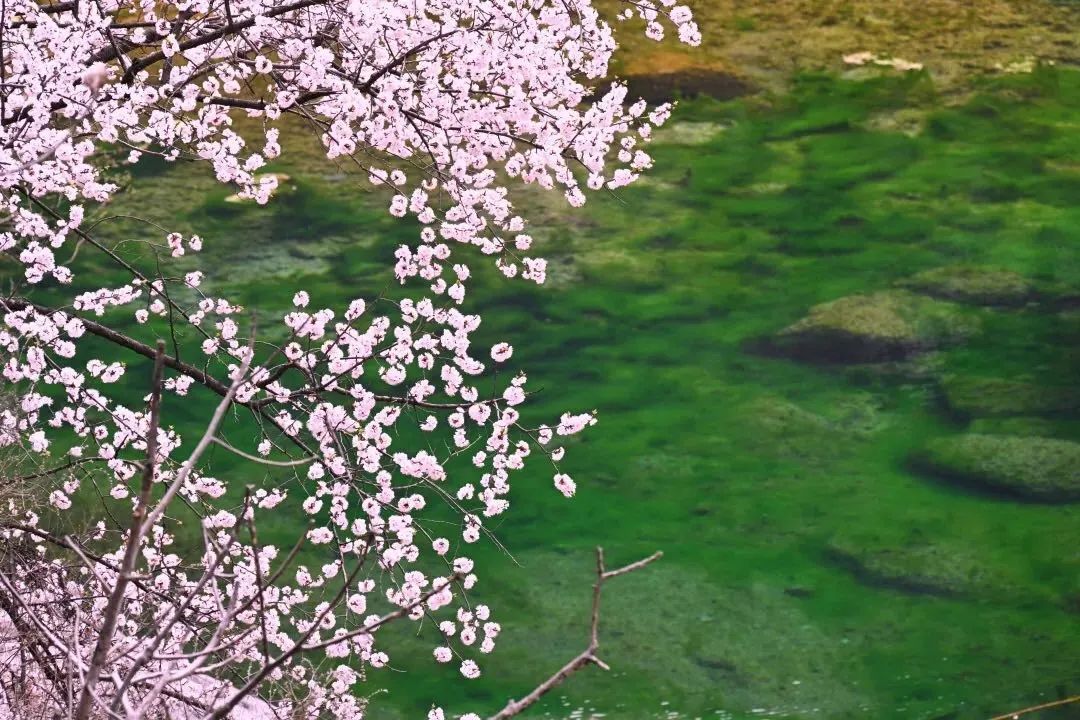 新乡南太行|满园春色关不住 一山春色半山花