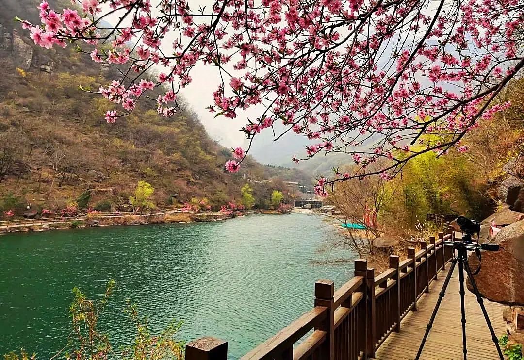 新乡南太行|满园春色关不住 一山春色半山花