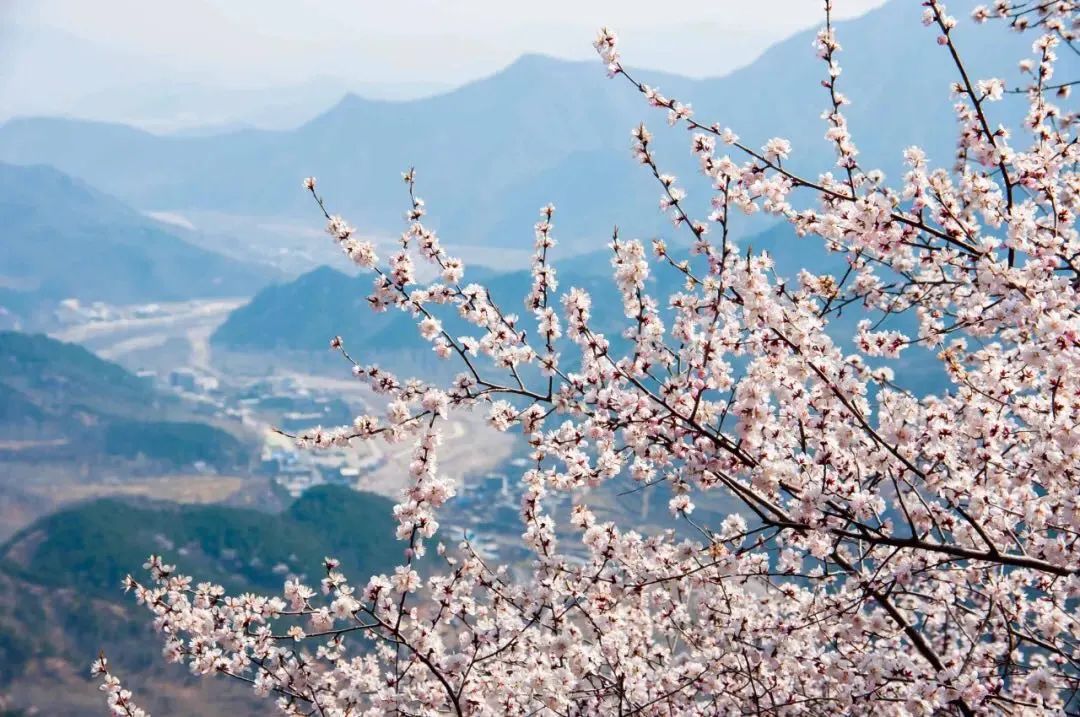 新乡南太行|满园春色关不住 一山春色半山花