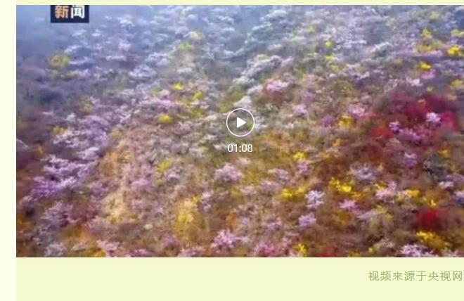 春日顶流来了！被央视点名推荐，春季最美的地方在这里！