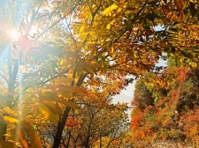 新乡南太行|时常幻想的秋天，如此斑斓多彩！