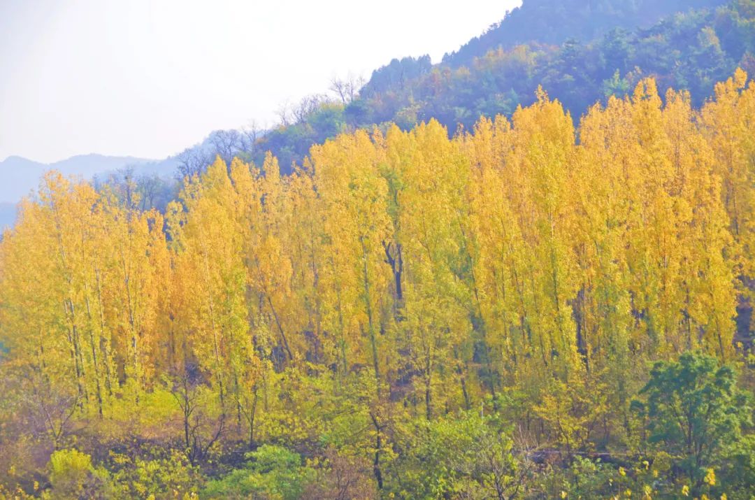 新乡南太行|一卡在手，畅游五大景区，尽享四季美景！