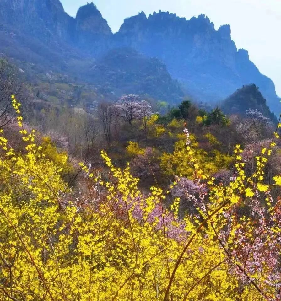 新乡南太行|一路繁花 春山如画，我们一起出游吧