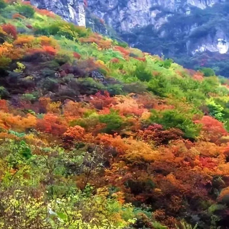 周末等你|秋沟·齐王寨秋趣红叶节这周盛装开启，想看红叶的可以冲了！