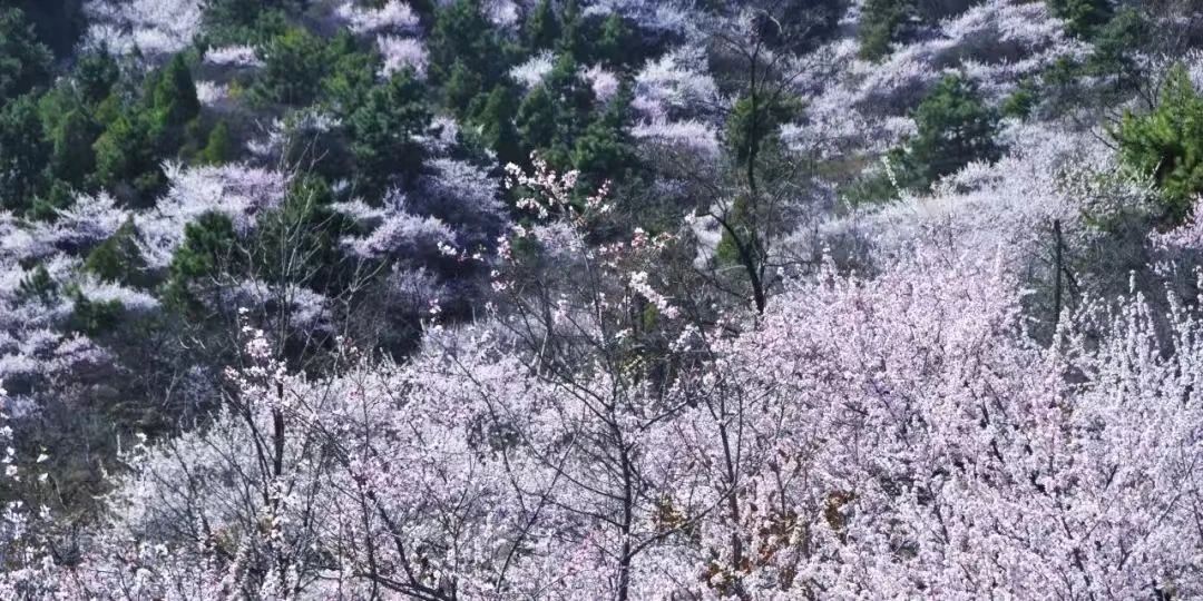 奔赴新乡南太行，解锁春日N种体验！