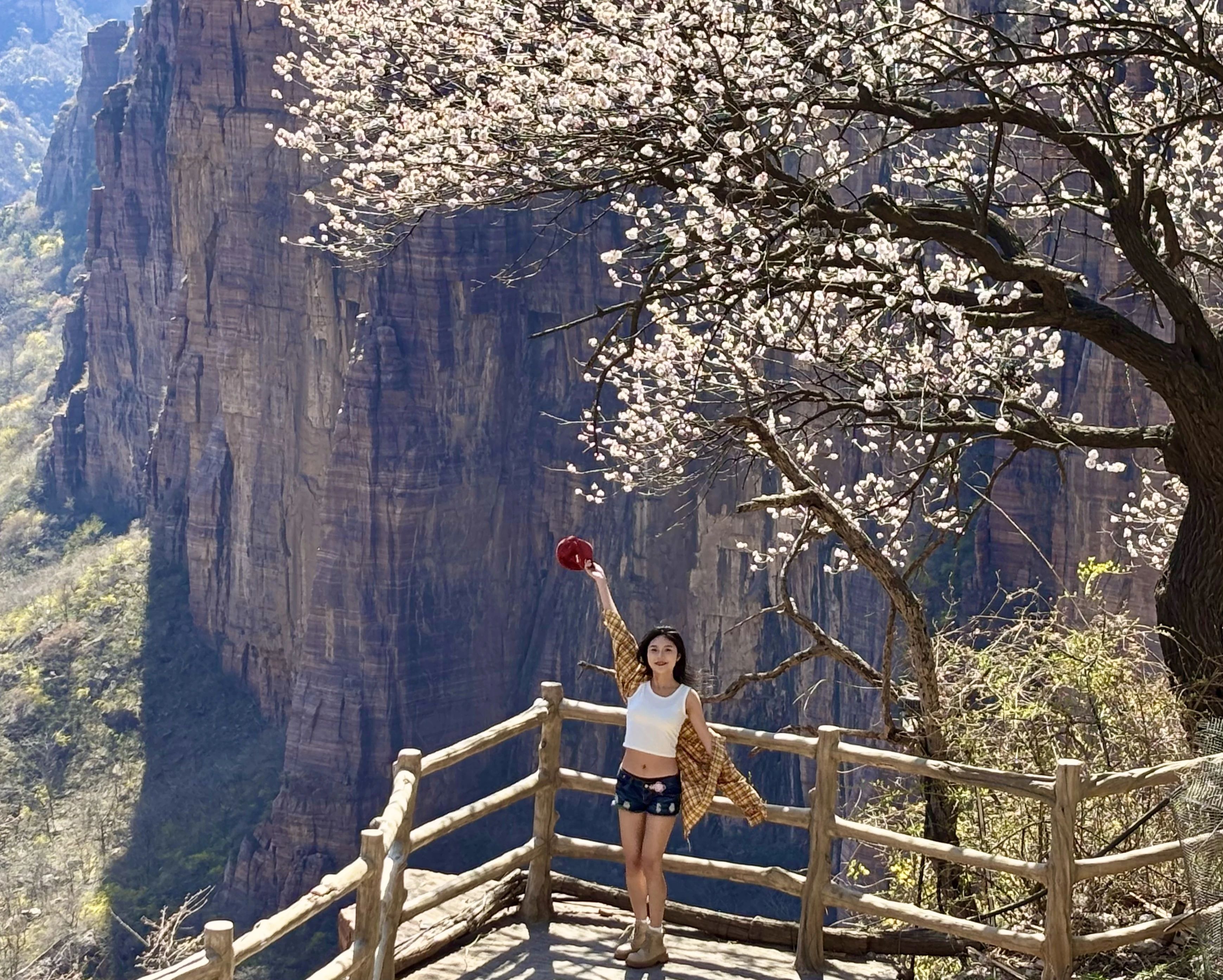 央视聚焦|新乡南太行连翘花海“霸屏”，秒变春日顶流