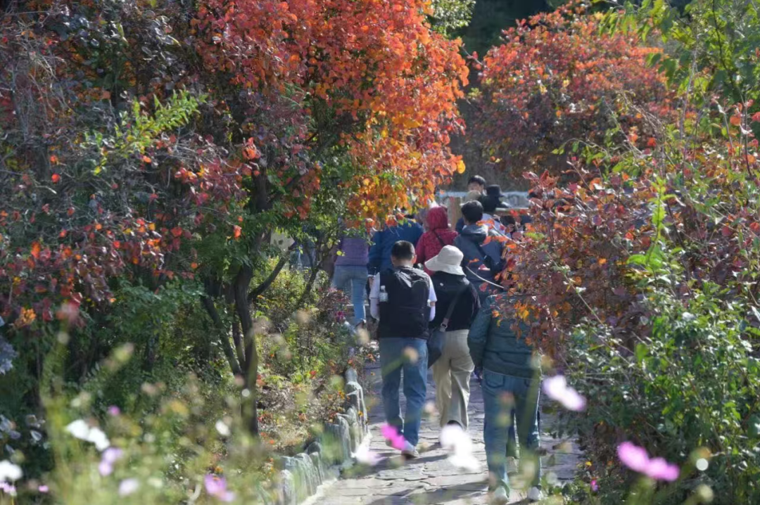 刷屏预警!新乡南太行打翻调色盘,邀你共赴这场“限时赤色盛宴” 刷屏预警!新乡南太行打翻调色盘,邀你共赴这场“限时赤色盛宴”