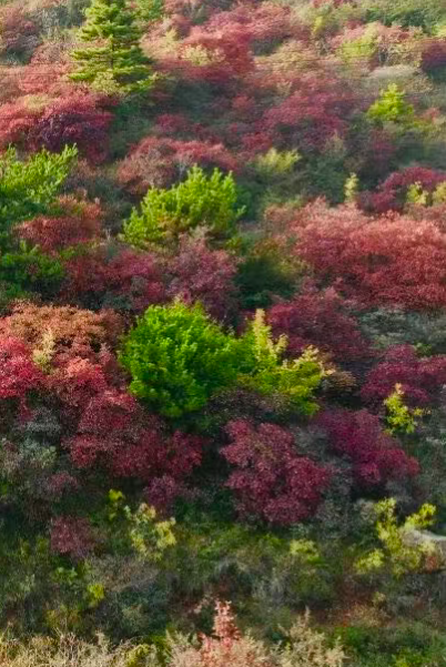 刷屏预警!新乡南太行打翻调色盘,邀你共赴这场“限时赤色盛宴” 刷屏预警!新乡南太行打翻调色盘,邀你共赴这场“限时赤色盛宴”
