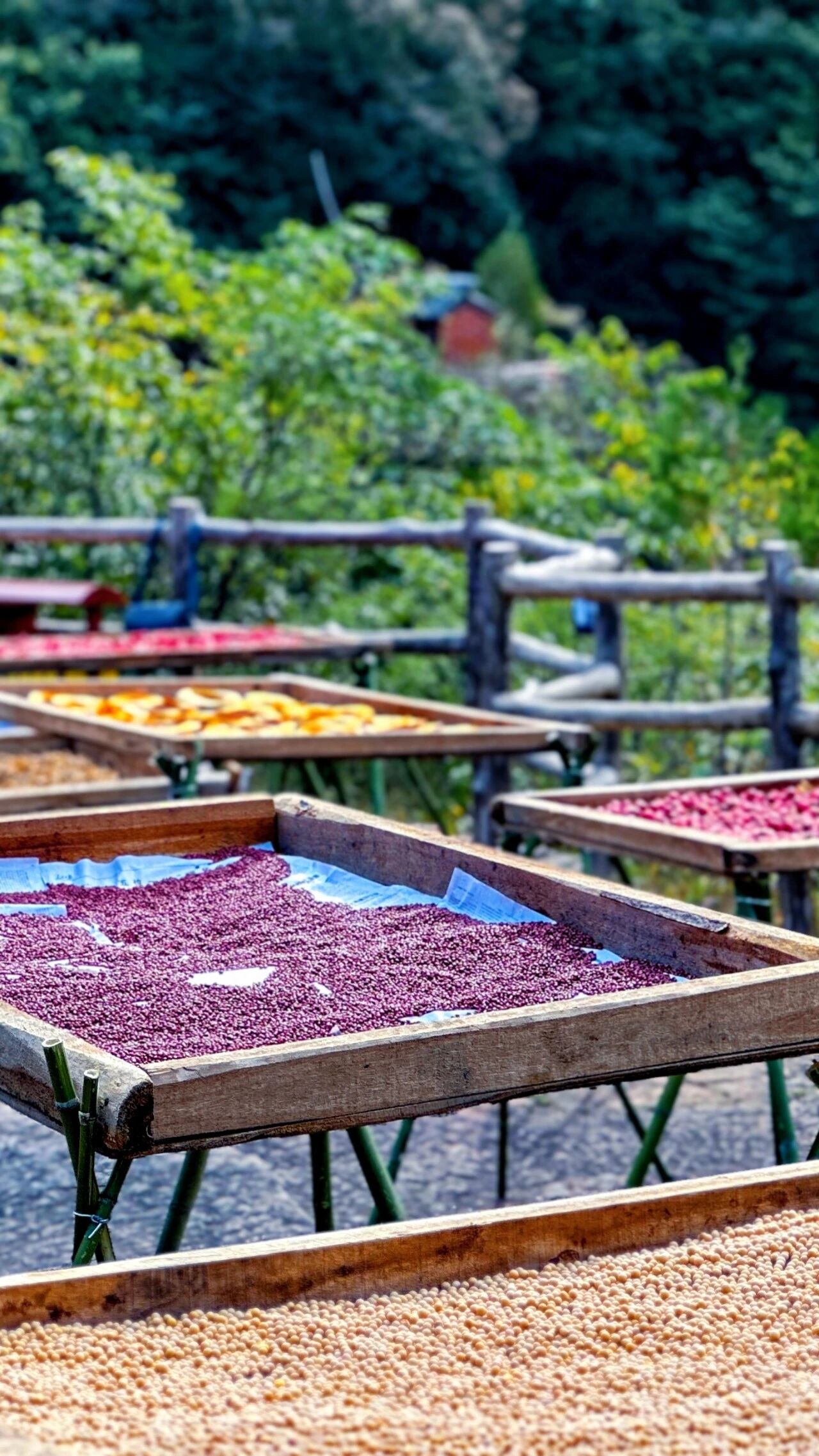 新乡南太行深秋揽胜地图全公开！闯入五彩童话世界，这6条线路美到封神！