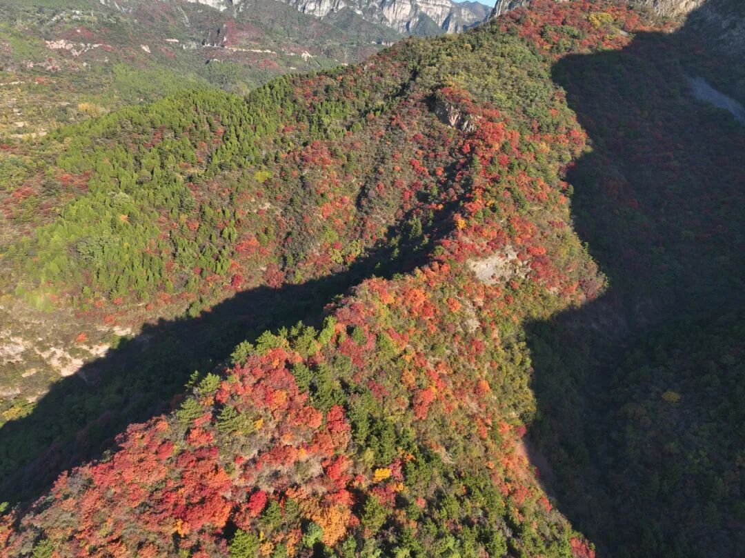 今日霜降|新乡南太行秋日限定优惠全攻略，赶紧码住！