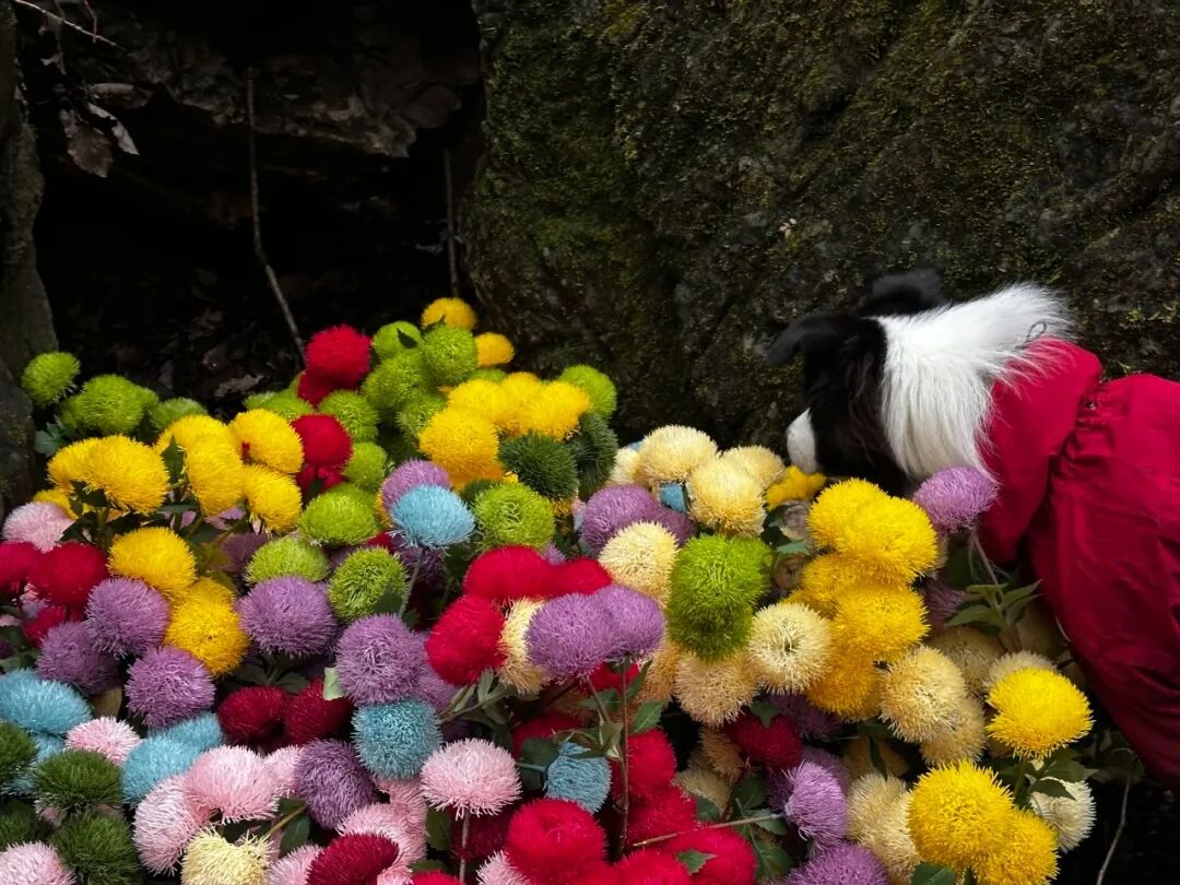 偷偷收藏的新乡南太行赏秋指南藏不住啦！还有最新的惊喜福利哦~