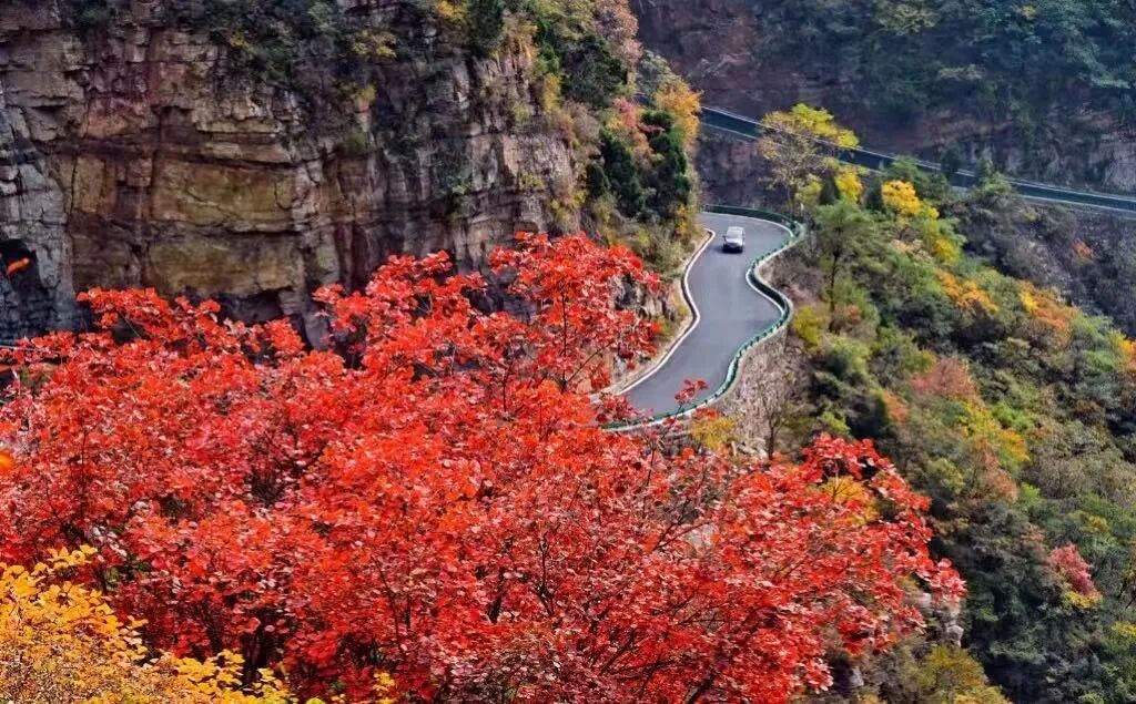 秋赴太行,必看这抹红!新乡南太行红叶已进入最佳观赏期 秋赴太行,必看这抹红!新乡南太行红叶已进入最佳观赏期