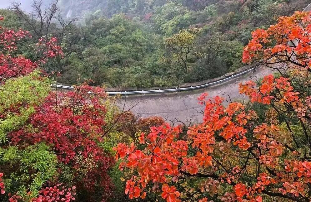 秋赴太行,必看这抹红!新乡南太行红叶已进入最佳观赏期 秋赴太行,必看这抹红!新乡南太行红叶已进入最佳观赏期
