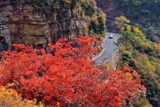 秋赴太行,必看这抹红!新乡南太行红叶已进入最佳观赏期