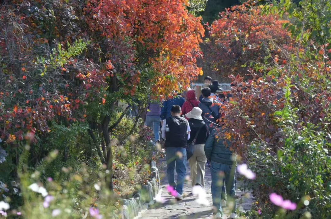 立冬至,秋未歇|新乡南太行雨后云海漫卷,红叶铺道,明日徒步大会即刻出发! 立冬至,秋未歇|新乡南太行雨后云海漫卷,红叶铺道,明日徒步大会即刻出发!