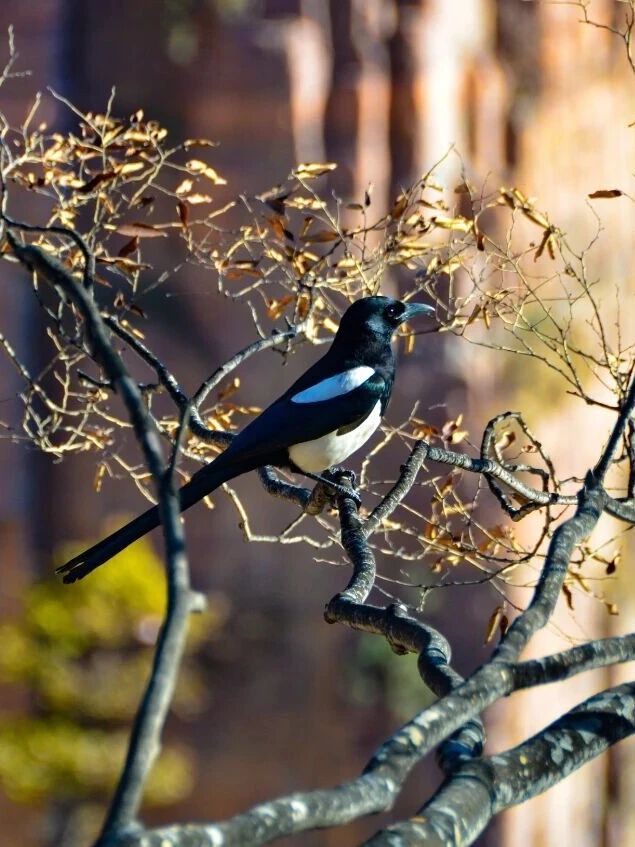 反卷行动！躲进初冬的南太行，给身心“充个电”