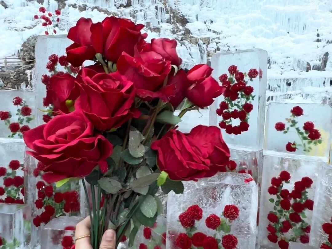 冰瀑当背景板，玫瑰被冰封，八里沟的这波冬日浪漫直接封神！