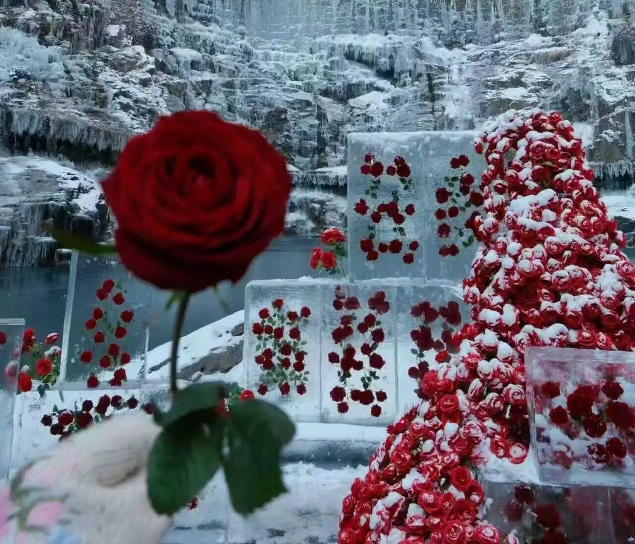 八里沟冰封玫瑰，冬日最热烈的浪漫！