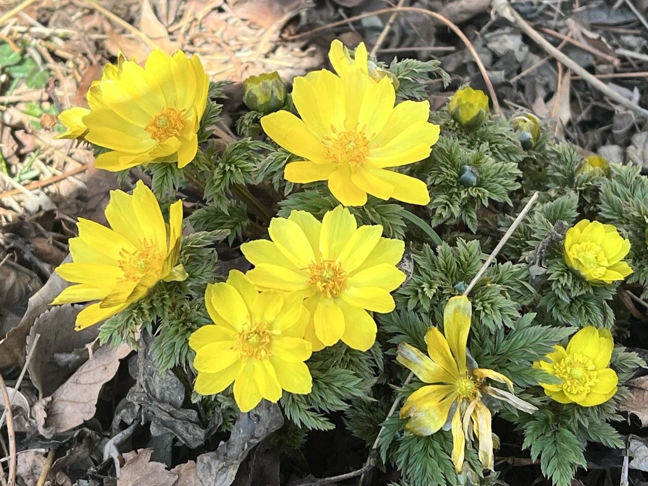 关关难过关山过，天柱峰顶雪莲芳