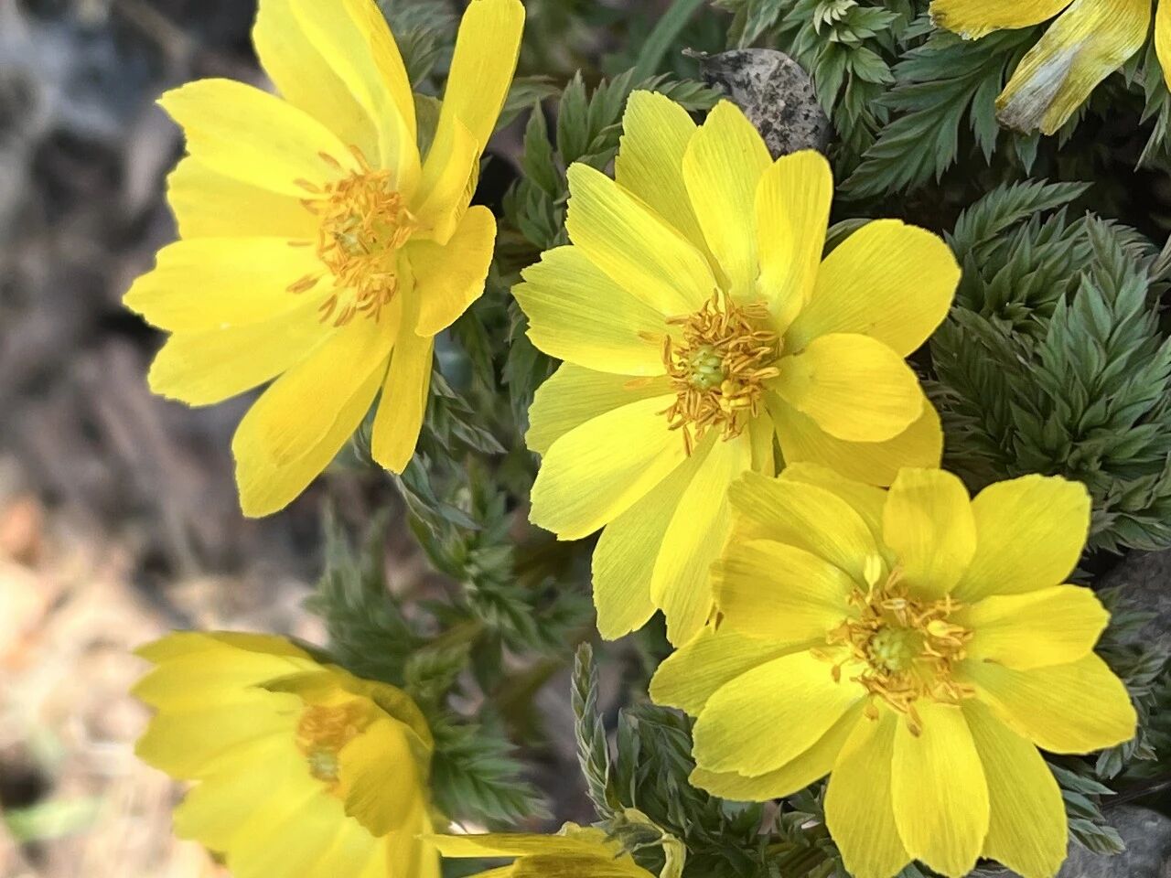 关关难过关山过，天柱峰顶雪莲芳