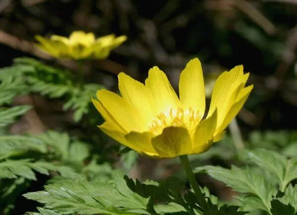 关关难过关山过，天柱峰顶雪莲芳