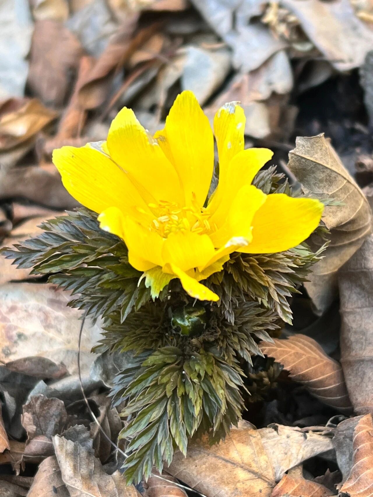 关关难过关山过，天柱峰顶雪莲芳