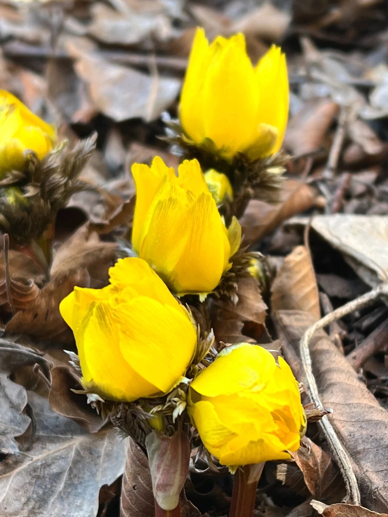 关关难过关山过，天柱峰顶雪莲芳