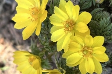 关关难过关山过，天柱峰顶雪莲芳