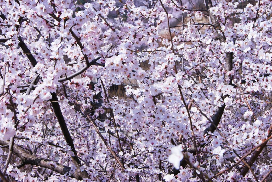 三八女神节专属福利来袭！快来新乡南太行赴一场春日之约吧