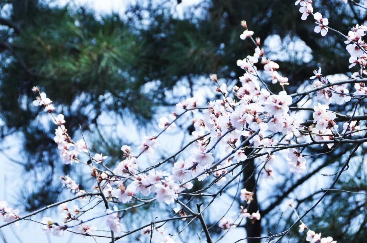 春风起,桃花开,新乡南太行秋沟桃花节即将上线! 春风起,桃花开,新乡南太行秋沟桃花节即将上线!
