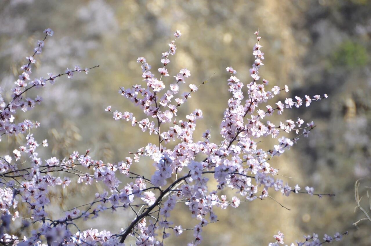 春风起,桃花开,新乡南太行秋沟桃花节即将上线! 春风起,桃花开,新乡南太行秋沟桃花节即将上线!