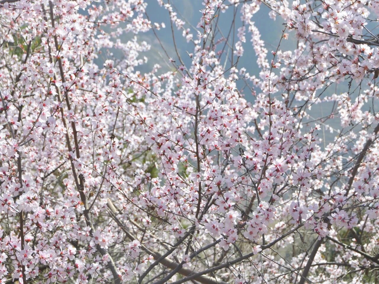 春风起,桃花开,新乡南太行秋沟桃花节即将上线! 春风起,桃花开,新乡南太行秋沟桃花节即将上线!