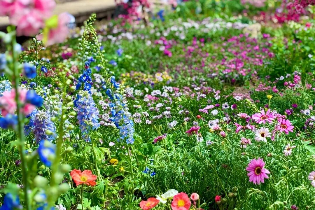 宠粉季！女神免票+桃花节9.9元抢！花式玩法一键解锁（文末有福利）