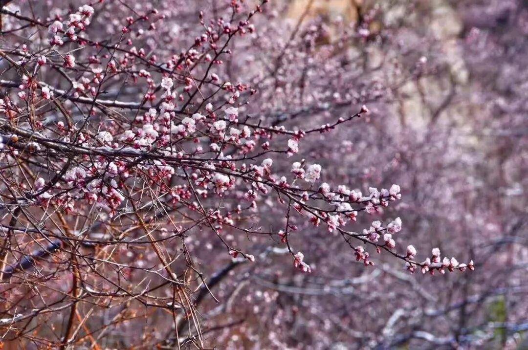 宠粉季！女神免票+桃花节9.9元抢！花式玩法一键解锁（文末有福利）