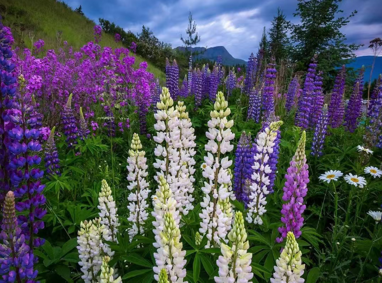 惊蛰启春|三八女神节赴新乡南太行邂逅醉美花海，福利满满！