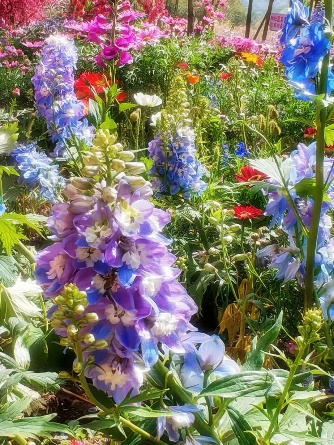 赏花看剧，新乡南太行多重福利一键解锁