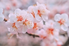 秋沟桃花开 福利送春来 | 新乡南太行迎来醉美春天